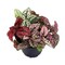 Tricolor Polka Dot Plant - Hypoestes - 3.5" Pot - Colorful House Plant